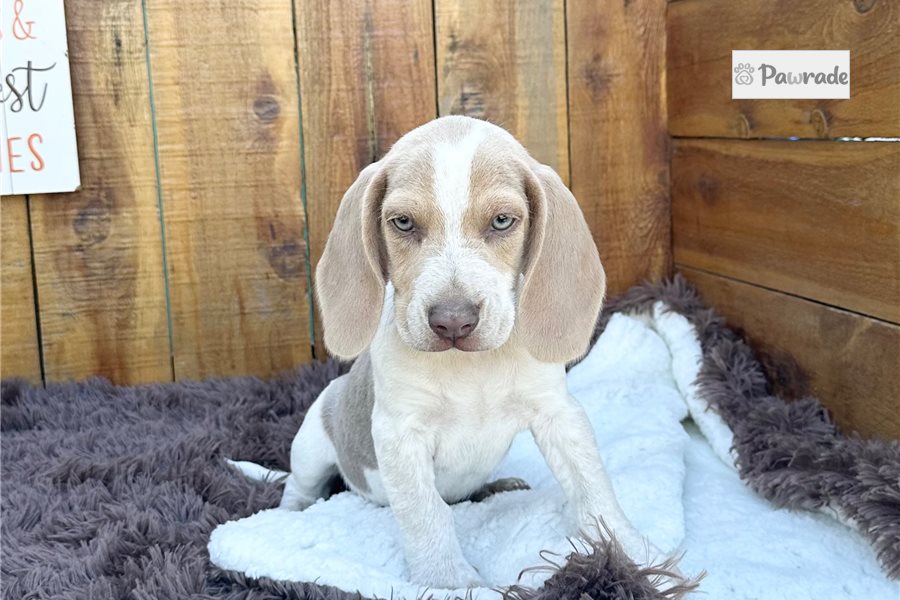 Beckett - Beagle for sale