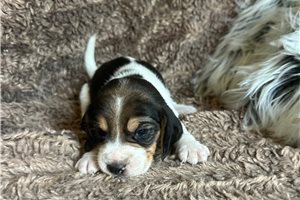 Jonah - Beagle for sale