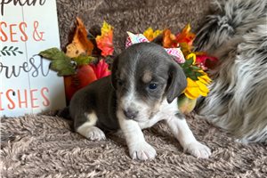 Beth - Beagle for sale