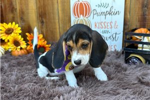Rupert, a Beagle puppy