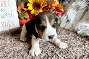 Mena - Beagle for sale