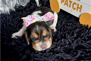 Catherine - Beagle for sale