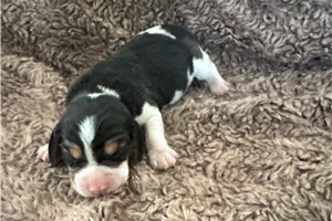 Mena - puppy for sale