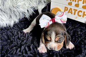Kristen - Beagle for sale