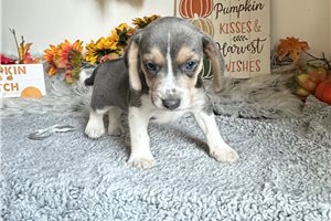 Beth - Beagle for sale