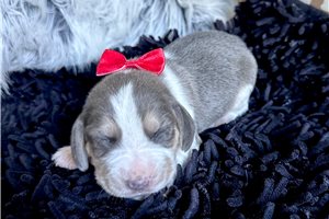 Beckham - Beagle for sale
