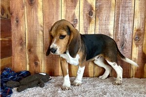 Rowan - Beagle for sale