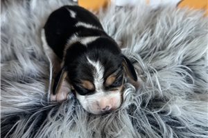 Idina - Beagle for sale