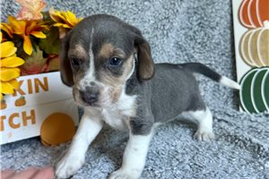 Beth - Beagle for sale