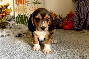 Rollo - Beagle for sale