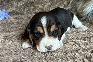 Rupert - Beagle for sale