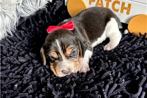 Bruno - Beagle for sale