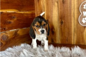 Madison - Beagle for sale