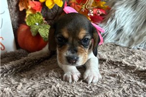 Catherine - Beagle for sale