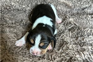 Kristen - puppy for sale