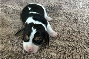 Idina - Beagle for sale