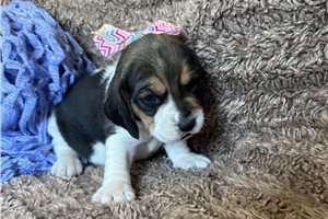 Naomi - Beagle for sale
