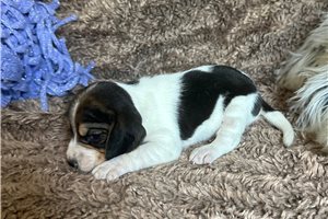 Jonah - Beagle for sale