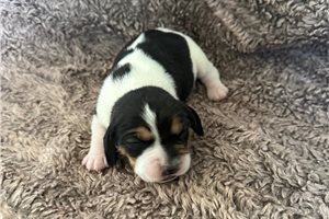 Naomi - Beagle for sale
