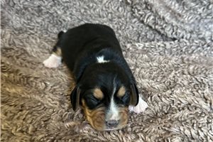 Rollo - puppy for sale