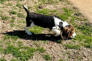 Donnie - Beagle for sale