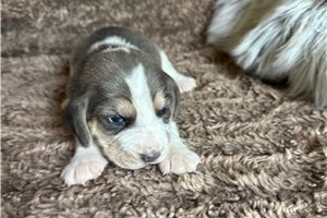 Beckham - Beagle for sale