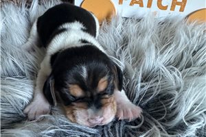 Catherine - Beagle for sale