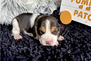 Mena - Beagle for sale
