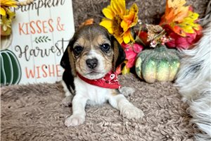 Bruno - Beagle for sale