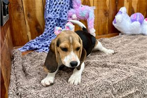 Nevaeh - Beagle for sale
