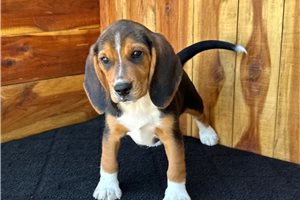 Shannon - puppy for sale