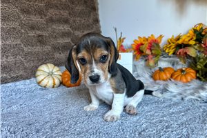 Bruno - Beagle for sale