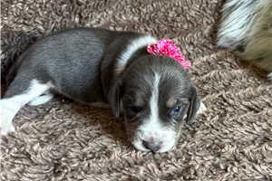 Beth - Beagle for sale