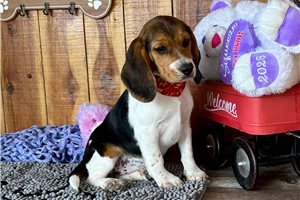 Madison - Beagle for sale