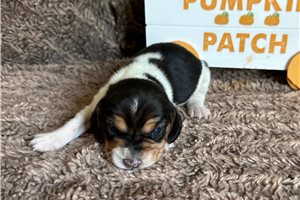 Catherine - Beagle for sale