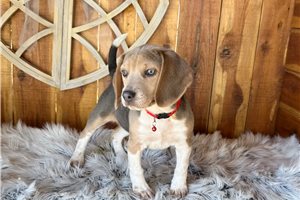 Sophie - Beagle for sale