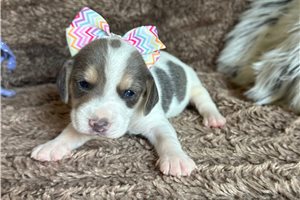 Beverly - Beagle for sale