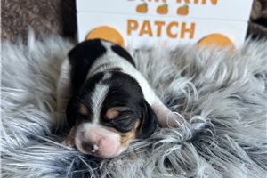Jonah - Beagle for sale