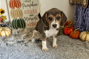 Beth - Beagle for sale