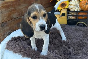 Jonah - Beagle for sale