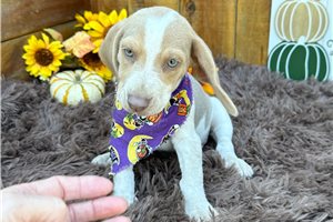 Beckett - Beagle for sale