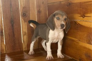 Stella - Beagle for sale