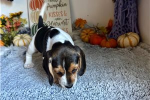 Naomi - Beagle for sale