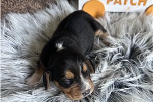 Rollo - Beagle for sale