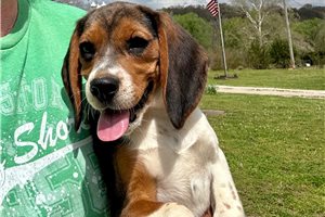 Mila - Beagle for sale
