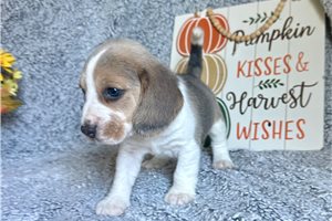 Beckham - Beagle for sale