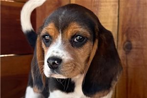 Naomi - puppy for sale