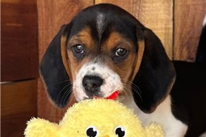 Natalie - Beagle for sale