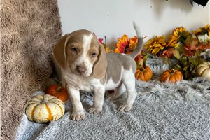 Beckett - Beagle for sale