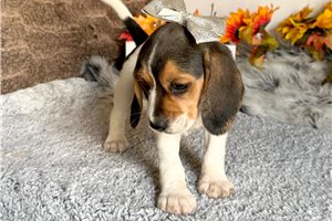 Naomi - Beagle for sale